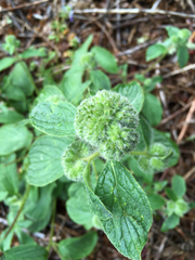 Phacelia heterophylla