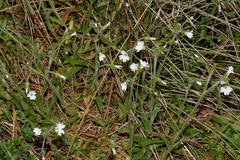 Cerastium nutans