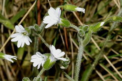 Cerastium nutans