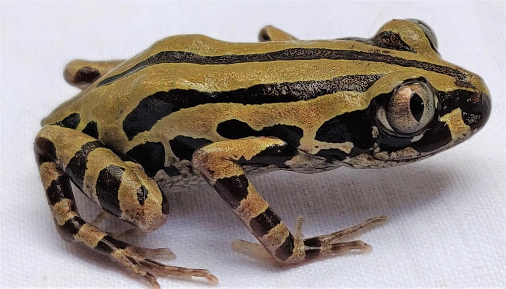 Senegal Running Frog (Kassina senegalensis)
