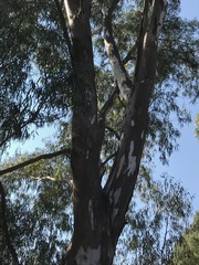 Eucalyptus