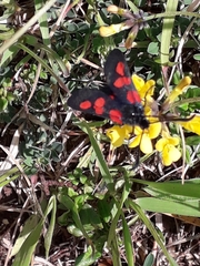 Zygaena trifolii