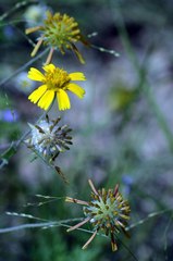 Helenium amarum