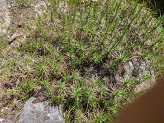 Acantholimon