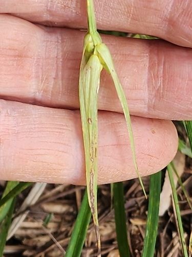 Image of Carex backii by (c) Norma Malinowski, some rights reserved (CC BY)