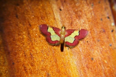 Bostra xanthorhodalis