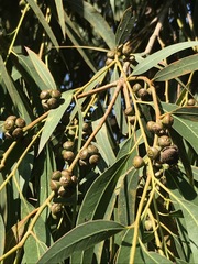 Eucalyptus