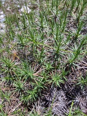 Acantholimon
