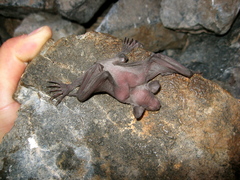 Myotis vivesi