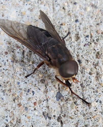 Devoted Horse Fly photo 6