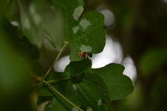 Pseudargyrotoza conwagana