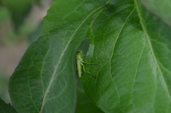 Rhogogaster viridis