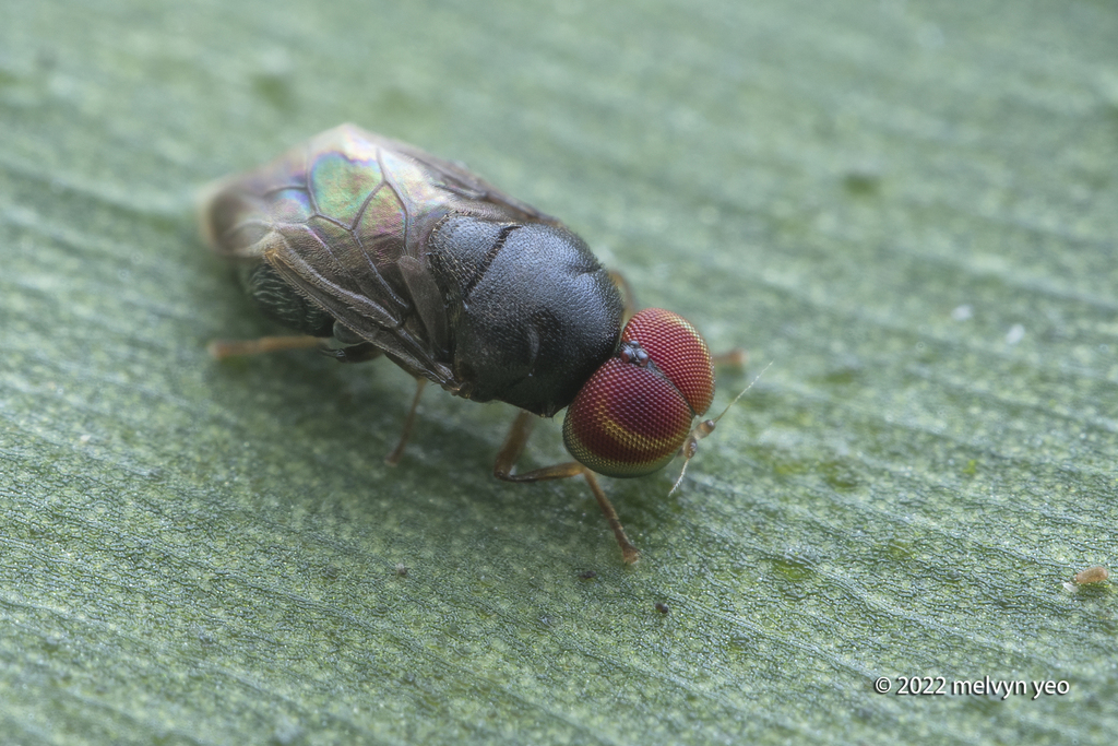 Camptopteromyia