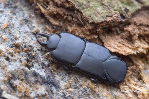 Hololepta elongata