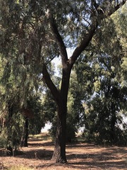 Eucalyptus sideroxylon