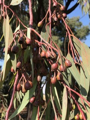 Eucalyptus sideroxylon