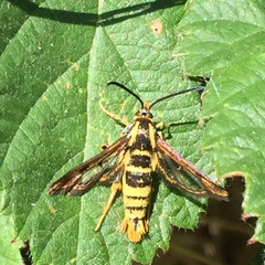 Synanthedon bibionipennis