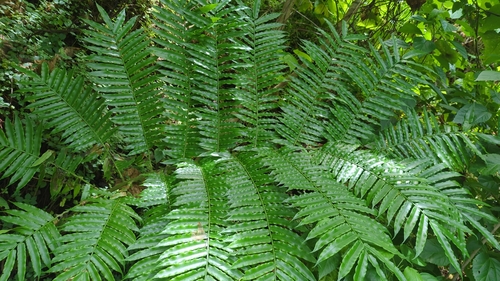 Angiopteris evecta observed 2024-07-19