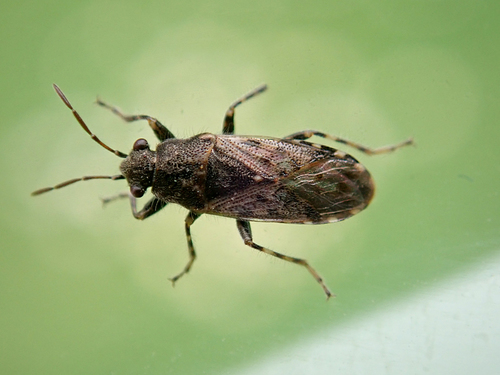 Nettle ground bug