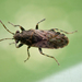 Heterogaster urticae - Photo (c) Paul Bowyer, algunos derechos reservados (CC BY-NC), uploaded by Paul Bowyer