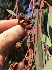 Eucalyptus sideroxylon
