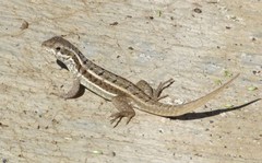 Leiocephalus personatus