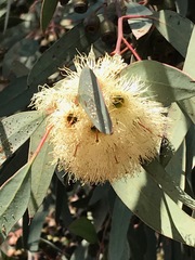 Eucalyptus sideroxylon