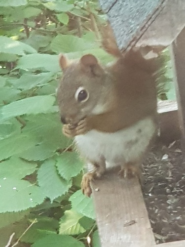 American Red Squirrel