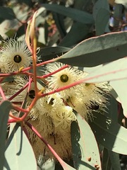 Eucalyptus sideroxylon
