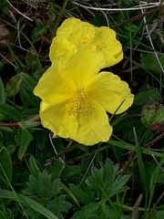 Helianthemum nummularium
