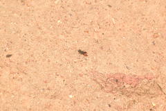 Miscophini