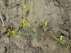 Physaria arenosa
