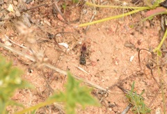Miscophini