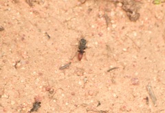 Miscophini