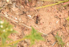 Miscophini