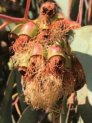 Eucalyptus sideroxylon