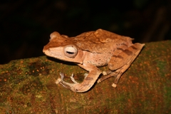 False File-Eared Tree Frog photo 3