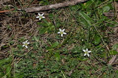 Arenaria bourgaei