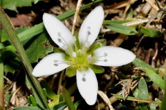 Arenaria bourgaei