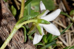 Arenaria bourgaei