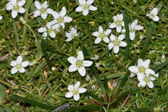 Arenaria bourgaei