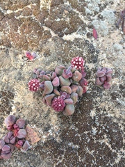 Crassula fragarioides