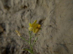 Physaria arenosa
