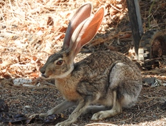 Lepus alleni