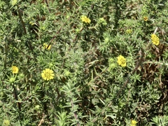 Centromadia parryi australis