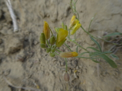 Physaria arenosa