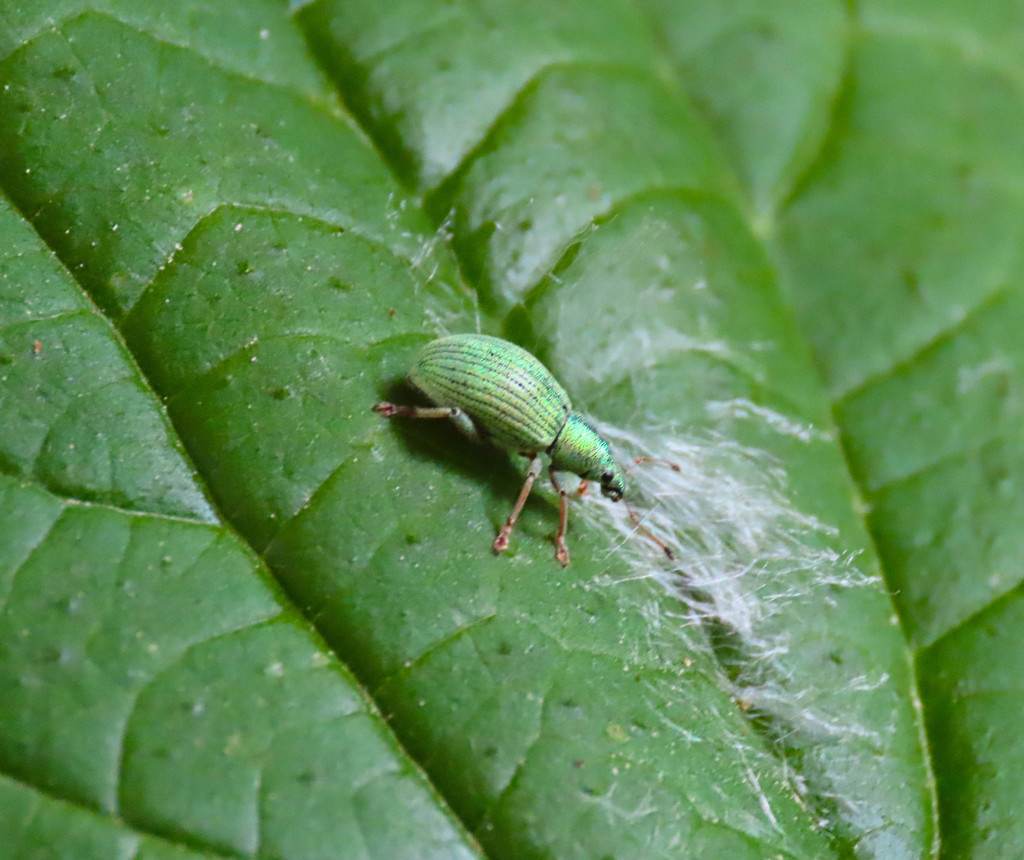 Polydrusus amplicollis