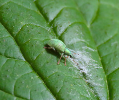 Polydrusus amplicollis