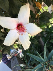 Hibiscus