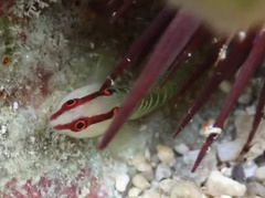 Greenbanded Goby photo 4
